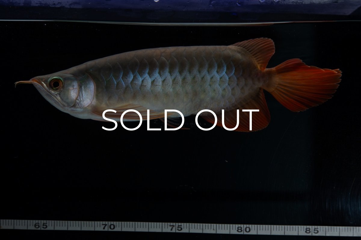 画像7: SUMO No.18（関脇） (7)