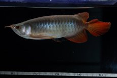 画像7: SUMO No.18（関脇） (7)