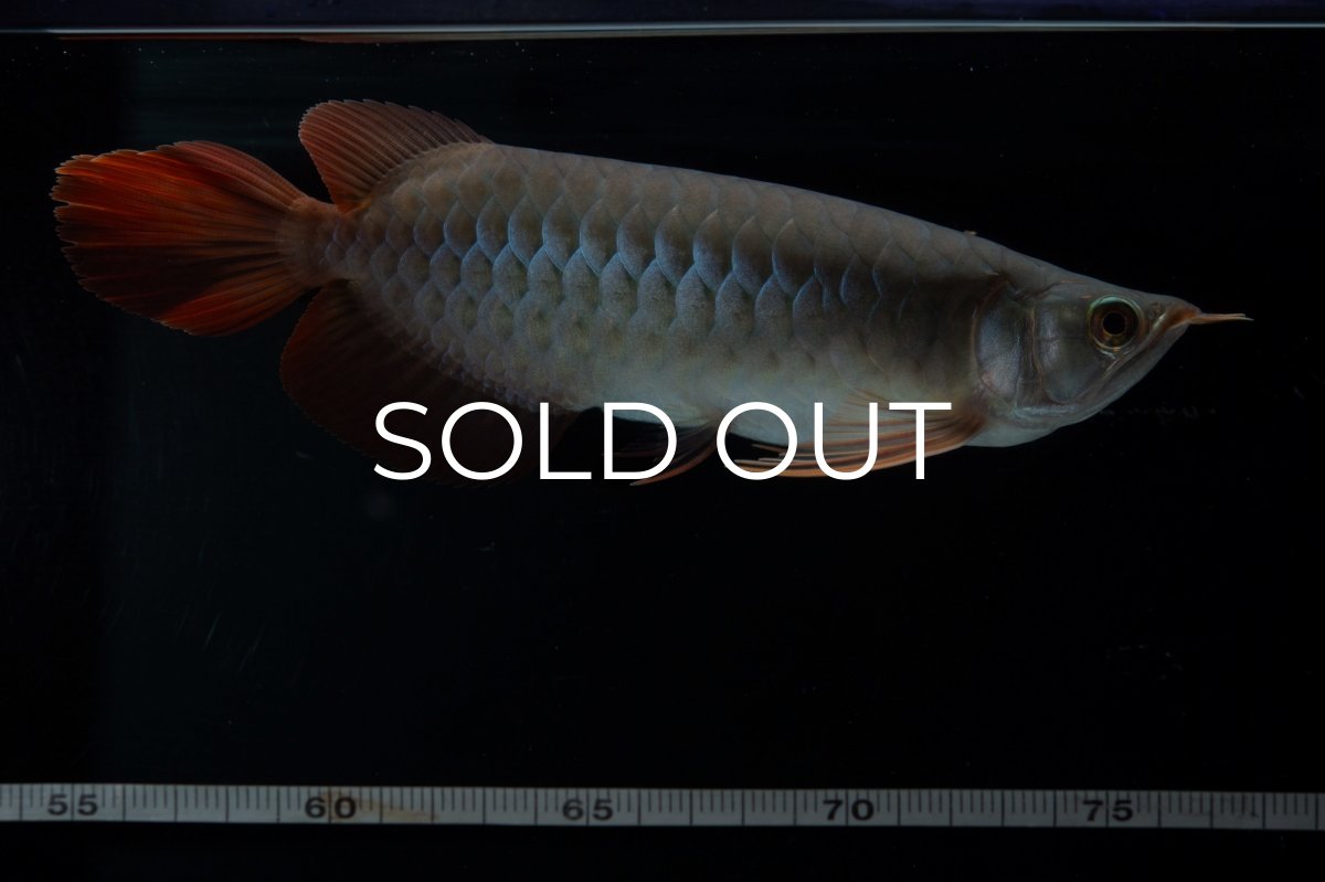 画像8: SUMO No.18（関脇） (8)