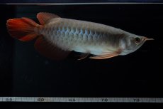 画像8: SUMO No.18（関脇） (8)