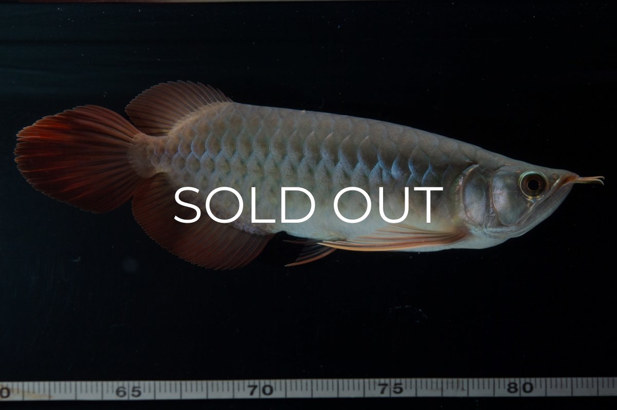 画像4: SUMO No.18（関脇） (4)