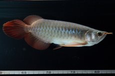 画像4: SUMO No.18（関脇） (4)