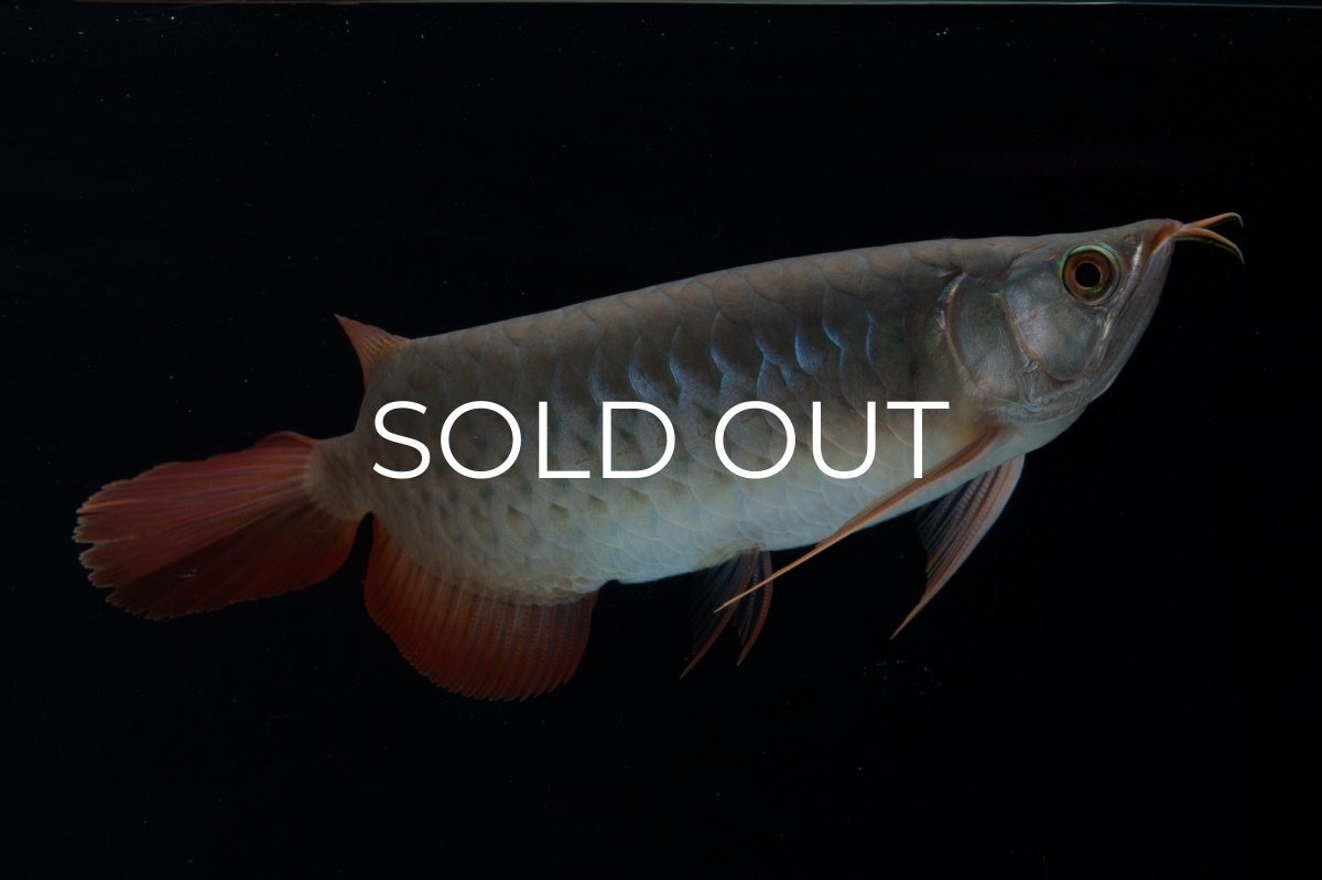 画像3: SUMO No.18（関脇） (3)