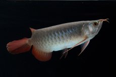 画像3: SUMO No.18（関脇） (3)