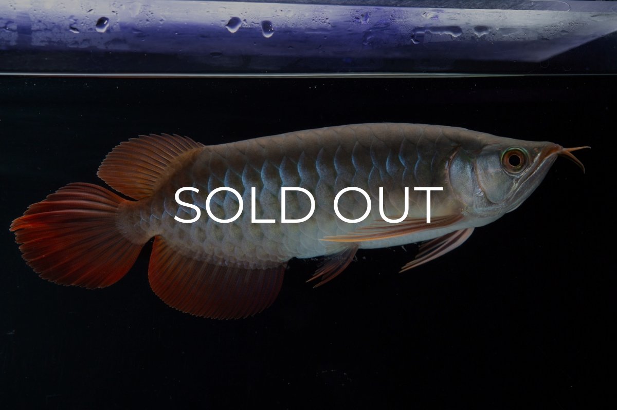 画像1: SUMO No.18（関脇） (1)