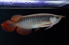 画像1: SUMO No.18（関脇） (1)