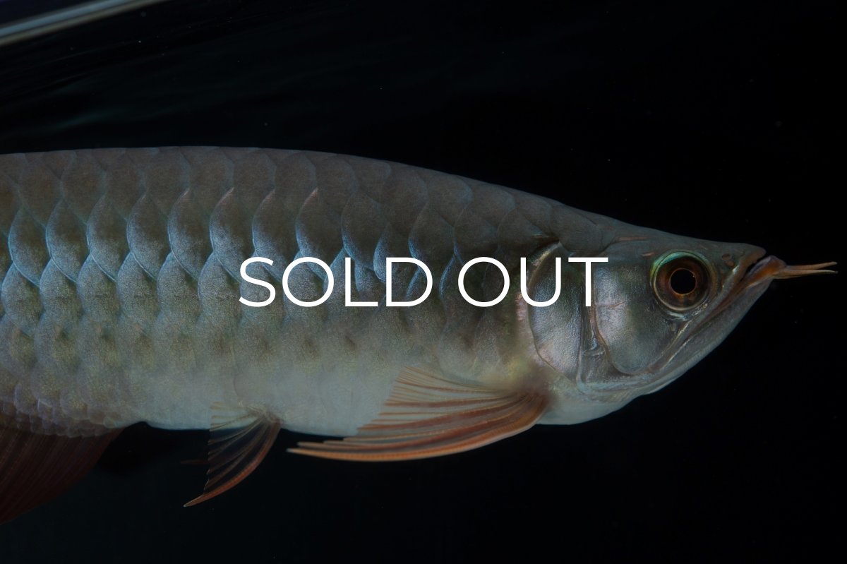 画像5: SUMO No.18（関脇） (5)