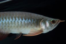 画像5: SUMO No.18（関脇） (5)