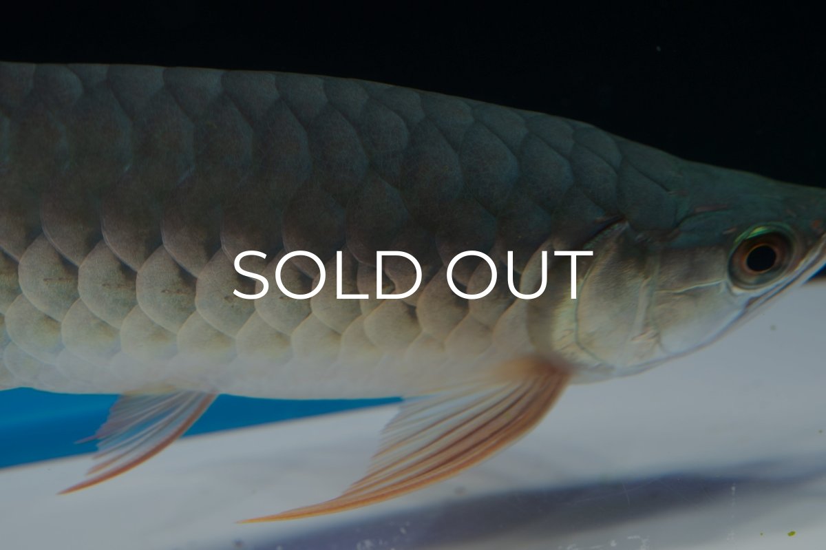 画像6: SUMO No.18（関脇） (6)