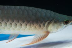 画像6: SUMO No.18（関脇） (6)