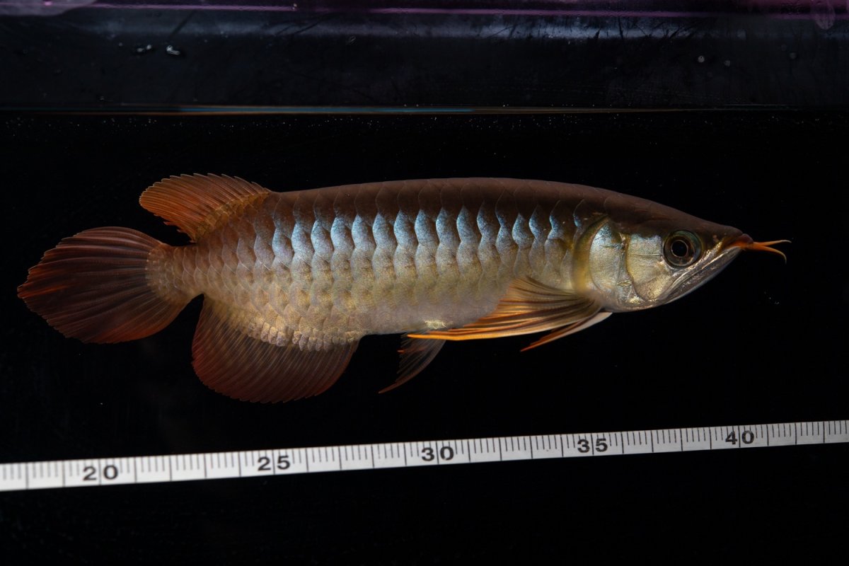 画像14: メタルレッド F3 NO.35（ディナミカカプアス産） (14)