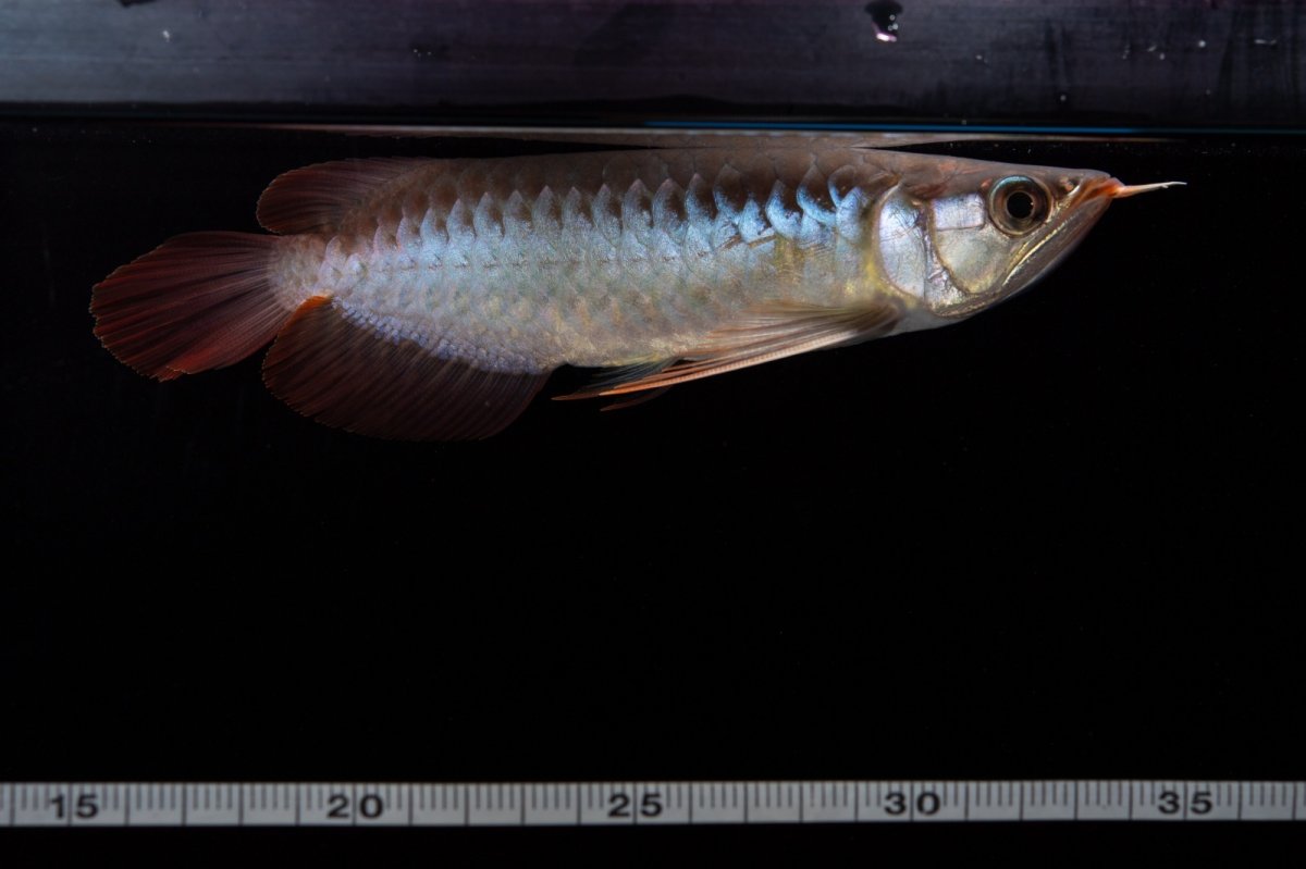 画像16: ダイナミックレッド NO.29（インドネシア産） (16)