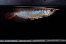 画像16: ダイナミックレッド NO.29（インドネシア産） (16)