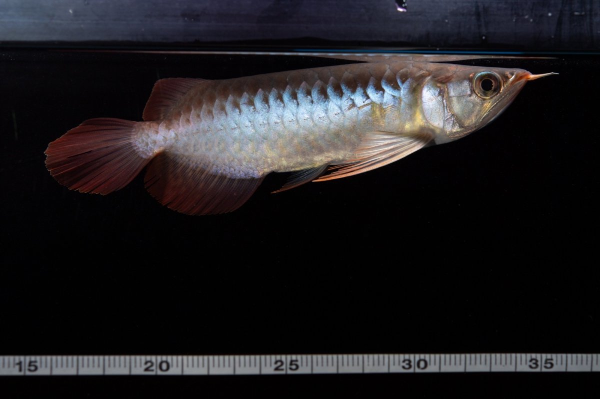 画像15: ダイナミックレッド NO.29（インドネシア産） (15)