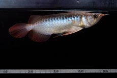 画像15: ダイナミックレッド NO.29（インドネシア産） (15)