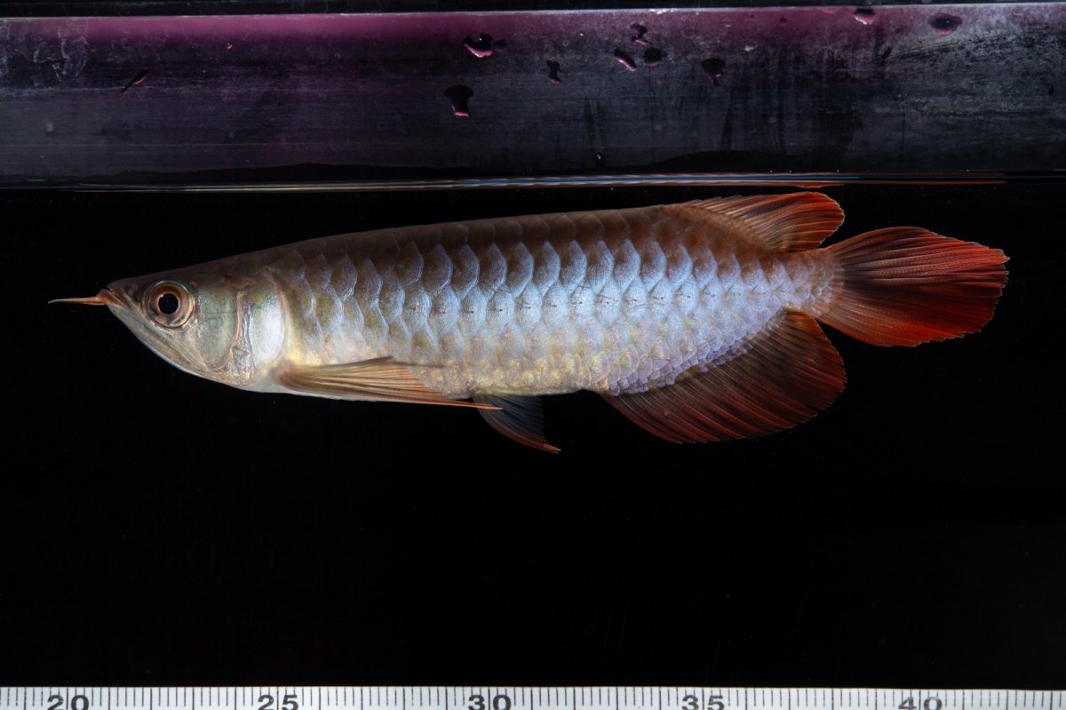 画像13: ダイナミックレッド NO.29（インドネシア産） (13)