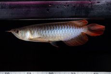 画像13: ダイナミックレッド NO.29（インドネシア産） (13)