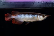 画像14: ダイナミックレッド NO.29（インドネシア産） (14)