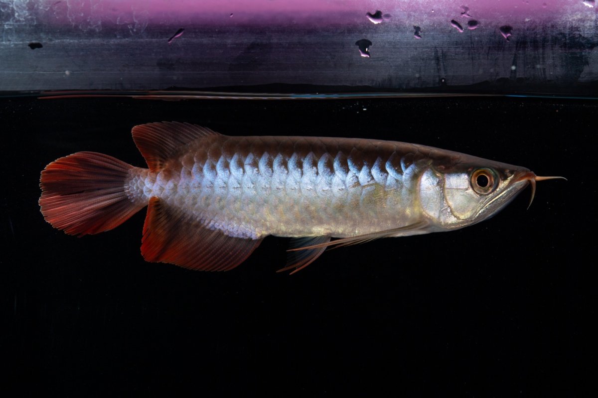 画像1: ダイナミックレッド NO.29（インドネシア産） (1)