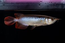 画像1: ダイナミックレッド NO.29（インドネシア産） (1)