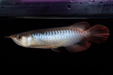 画像11: ダイナミックレッド NO.29（インドネシア産） (11)