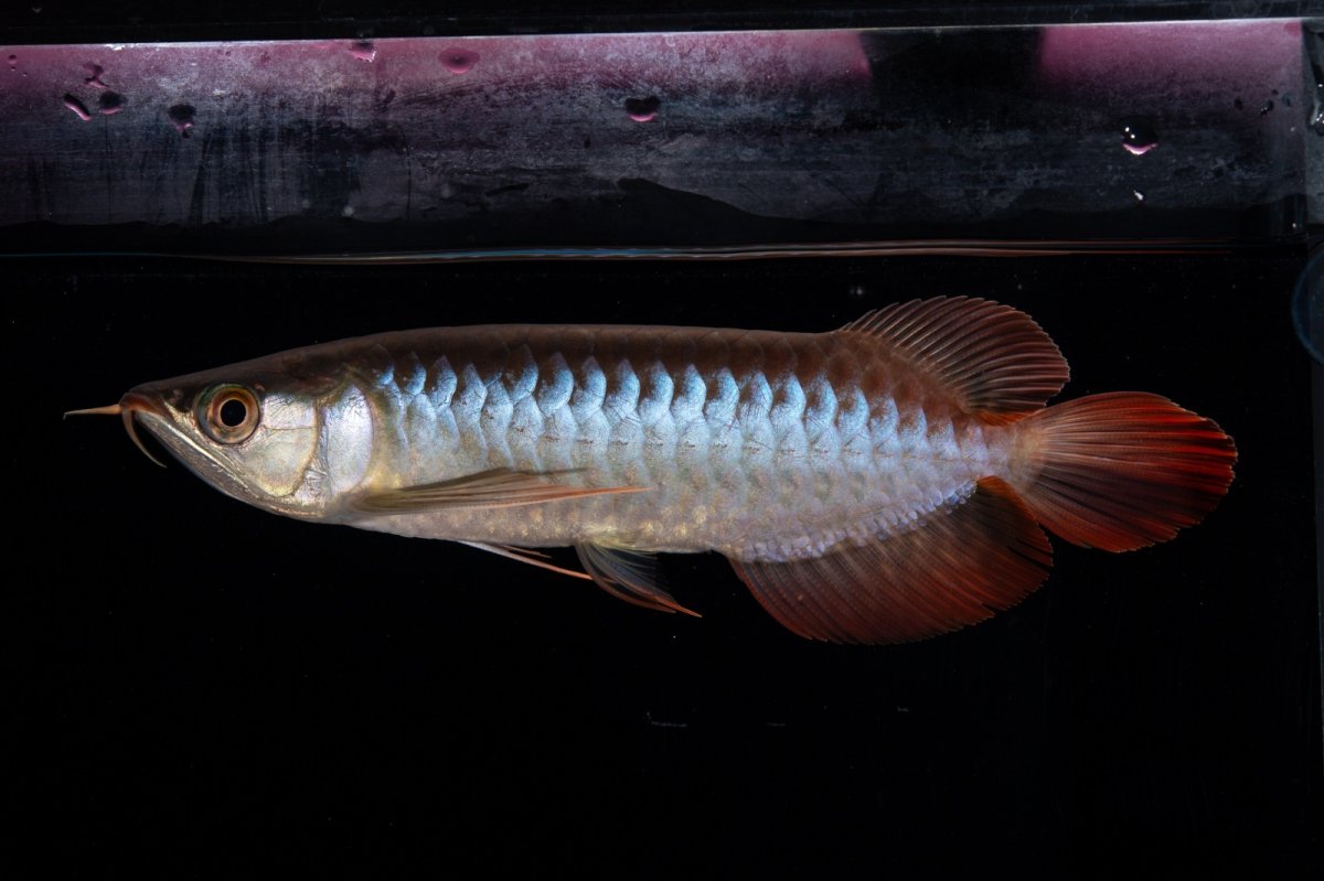 画像9: ダイナミックレッド NO.29（インドネシア産） (9)