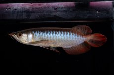 画像9: ダイナミックレッド NO.29（インドネシア産） (9)