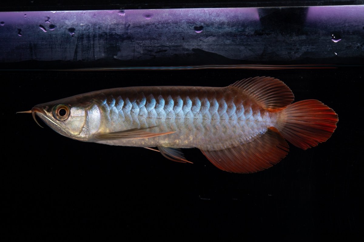 画像2: ダイナミックレッド NO.29（インドネシア産） (2)