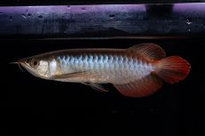 画像2: ダイナミックレッド NO.29（インドネシア産） (2)