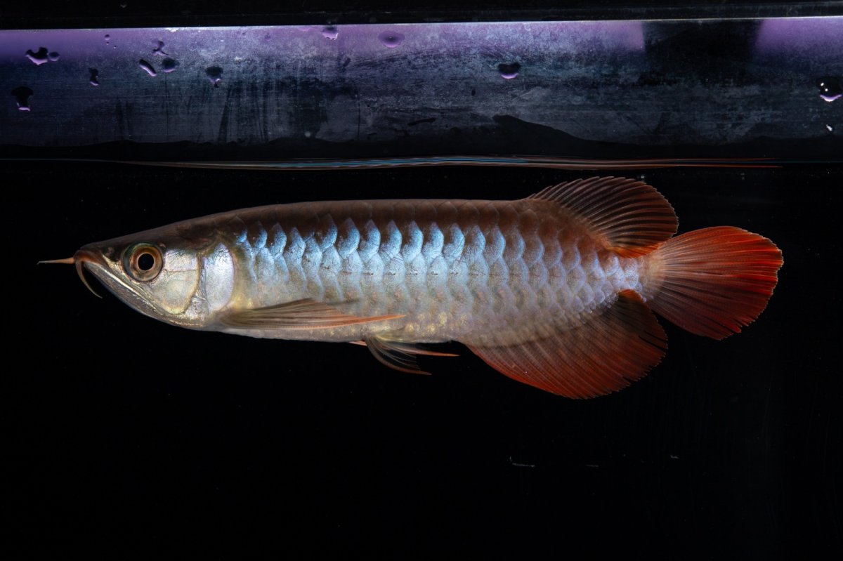 画像7: ダイナミックレッド NO.29（インドネシア産） (7)