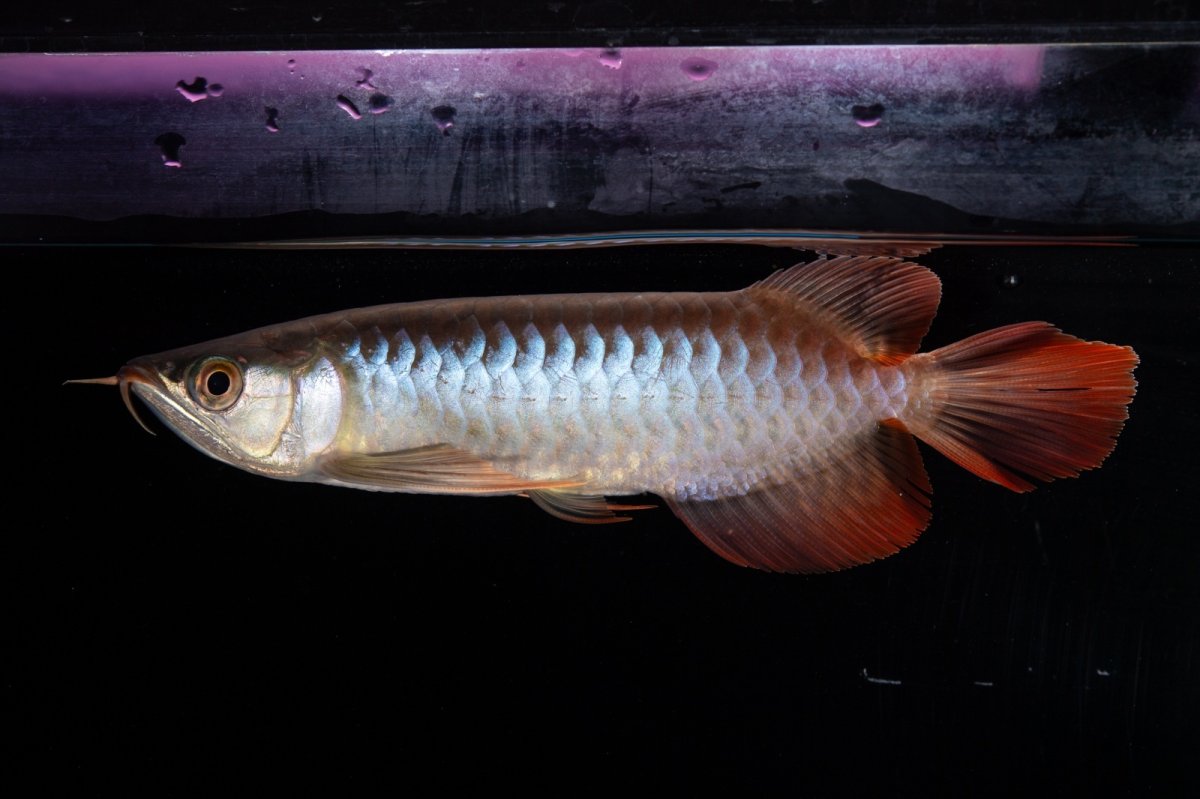 画像4: ダイナミックレッド NO.29（インドネシア産） (4)