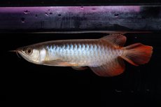 画像4: ダイナミックレッド NO.29（インドネシア産） (4)