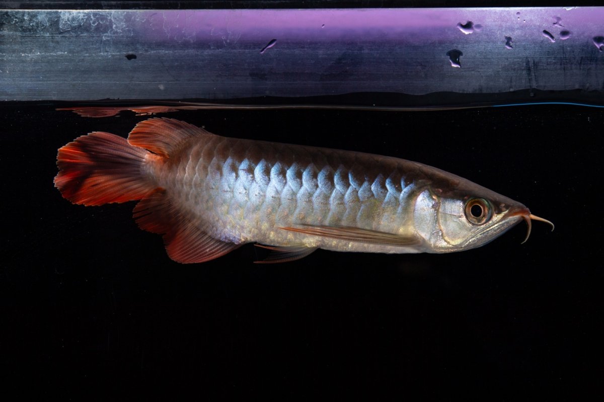 画像12: ダイナミックレッド NO.29（インドネシア産） (12)