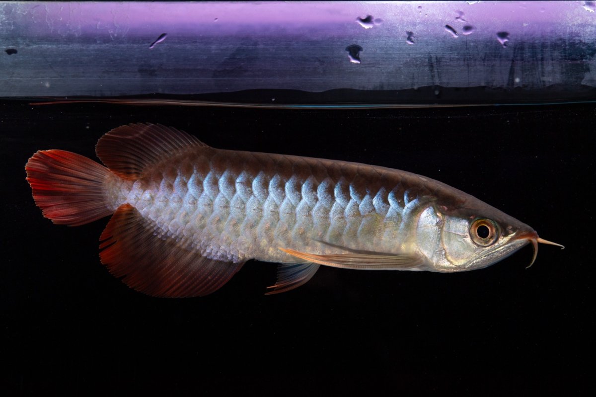 画像10: ダイナミックレッド NO.29（インドネシア産） (10)