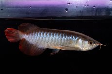 画像10: ダイナミックレッド NO.29（インドネシア産） (10)