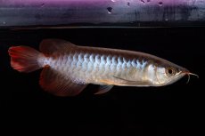 画像8: ダイナミックレッド NO.29（インドネシア産） (8)