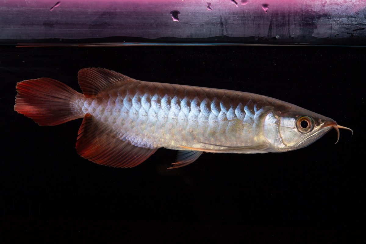 画像6: ダイナミックレッド NO.29（インドネシア産） (6)