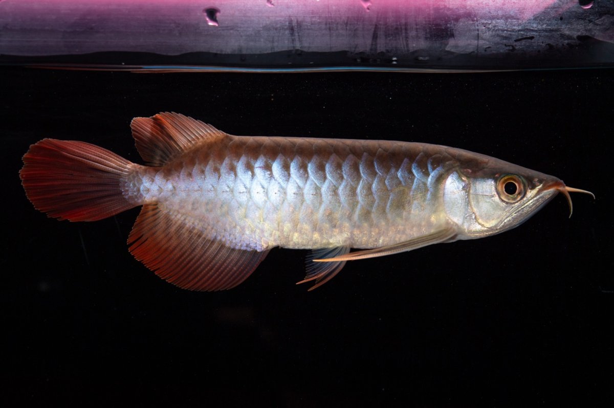 画像5: ダイナミックレッド NO.29（インドネシア産） (5)