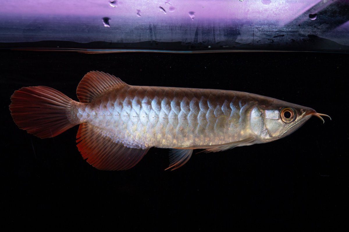 画像3: ダイナミックレッド NO.29（インドネシア産） (3)