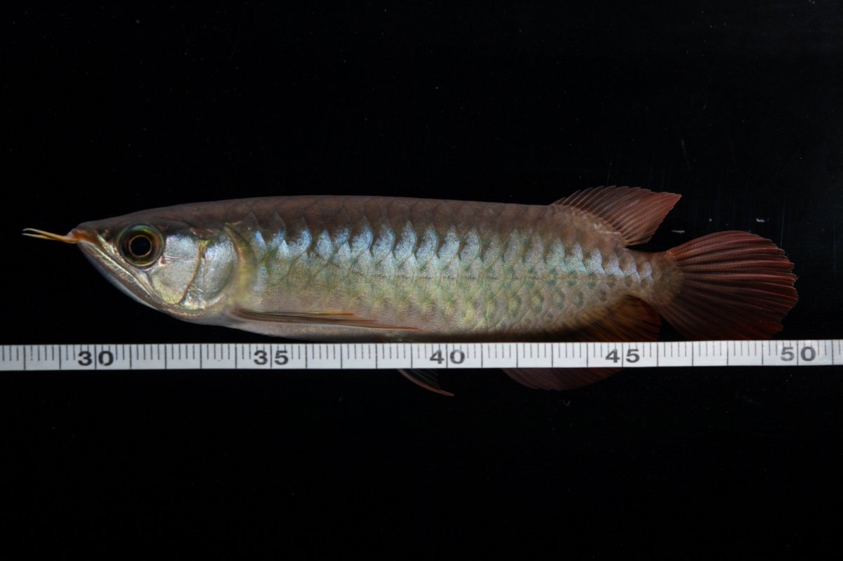 画像18: ダイナミックレッド NO.30（インドネシア産） (18)