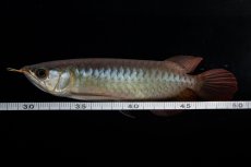 画像18: ダイナミックレッド NO.30（インドネシア産） (18)