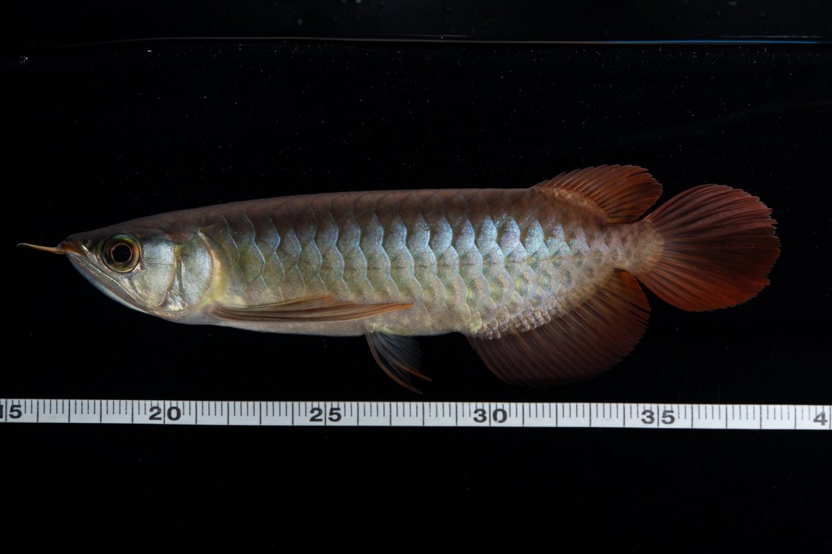 画像17: ダイナミックレッド NO.30（インドネシア産） (17)