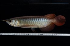 画像17: ダイナミックレッド NO.30（インドネシア産） (17)