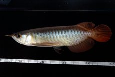 画像16: ダイナミックレッド NO.30（インドネシア産） (16)