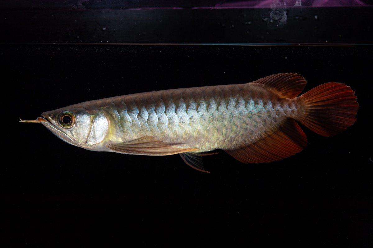 画像15: ダイナミックレッド NO.30（インドネシア産） (15)