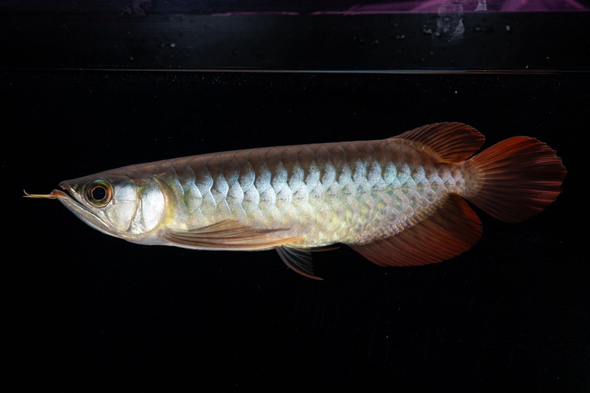 画像8: ダイナミックレッド NO.30（インドネシア産） (8)