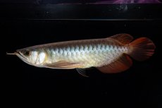 画像8: ダイナミックレッド NO.30（インドネシア産） (8)