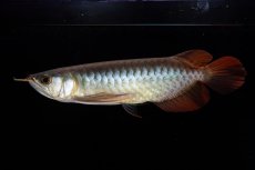 画像14: ダイナミックレッド NO.30（インドネシア産） (14)