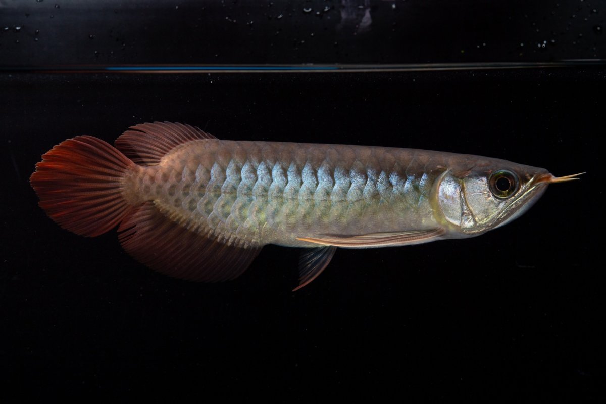 画像11: ダイナミックレッド NO.30（インドネシア産） (11)