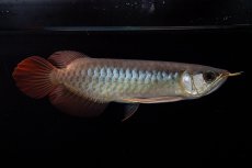 画像11: ダイナミックレッド NO.30（インドネシア産） (11)